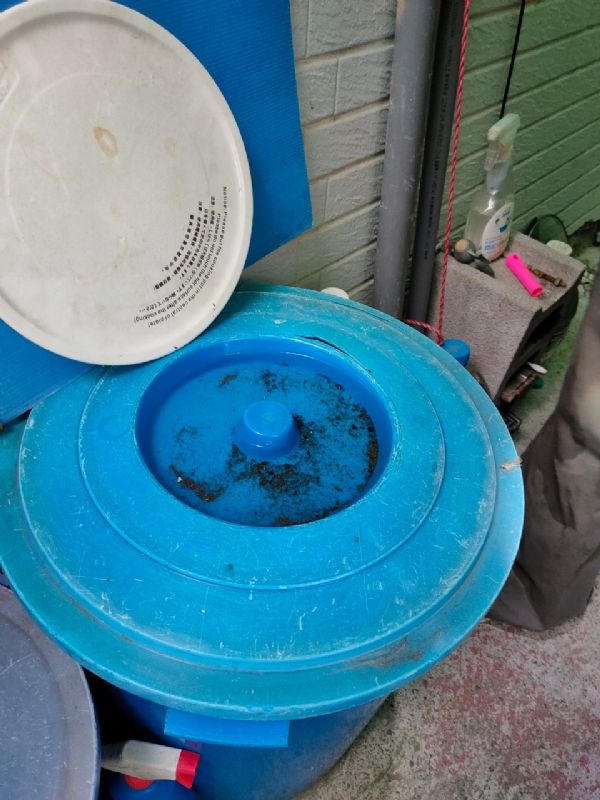 戶外桶蓋積水未清除